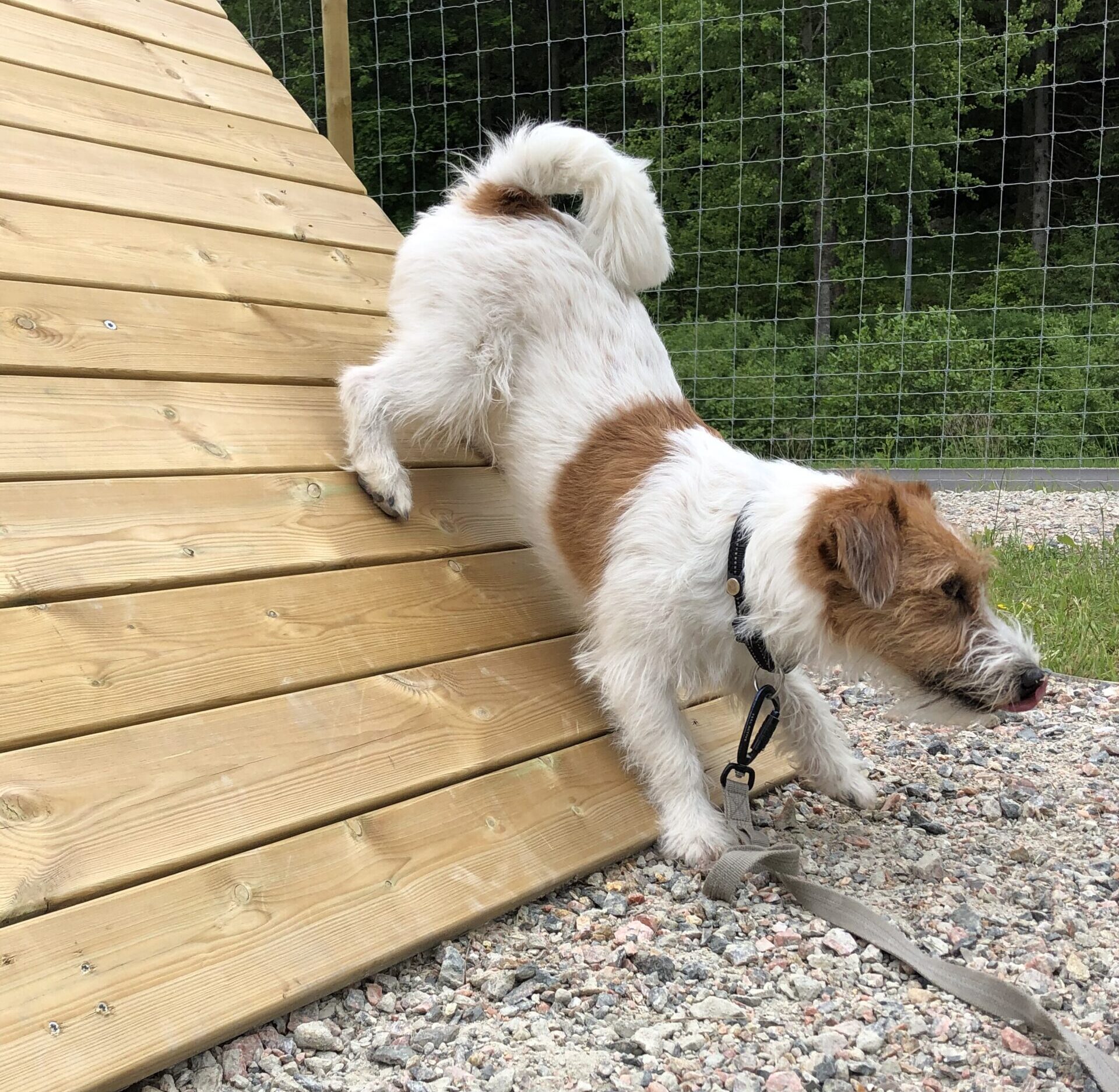 Hundgym